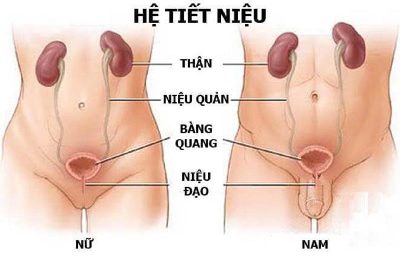 bị viêm đường tiết niệu có quan hệ được không