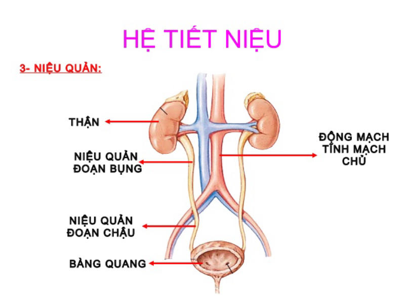 nhiễm trùng đường tiết niệu ở nam giới