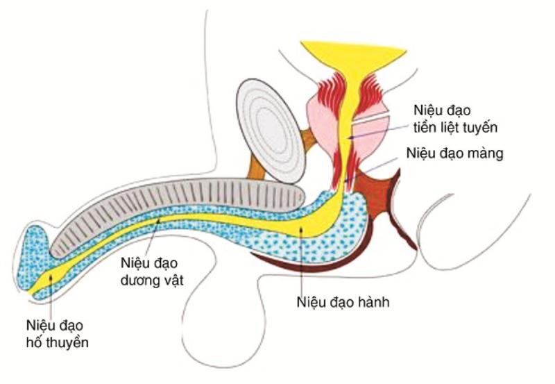 tiểu ra máu nên khám ở đâu