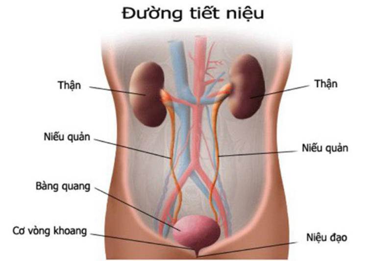 viêm đường tiết niệu