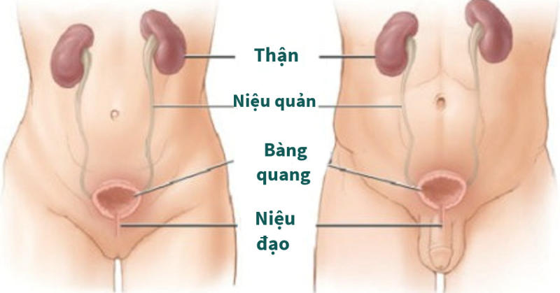 triệu chứng nhiễm trùng dường tiết niệu