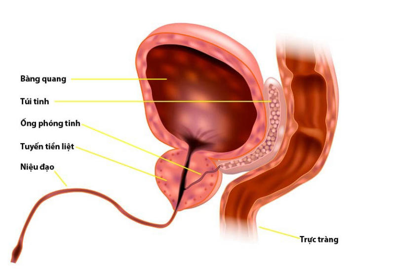 tuyến tiền liệt